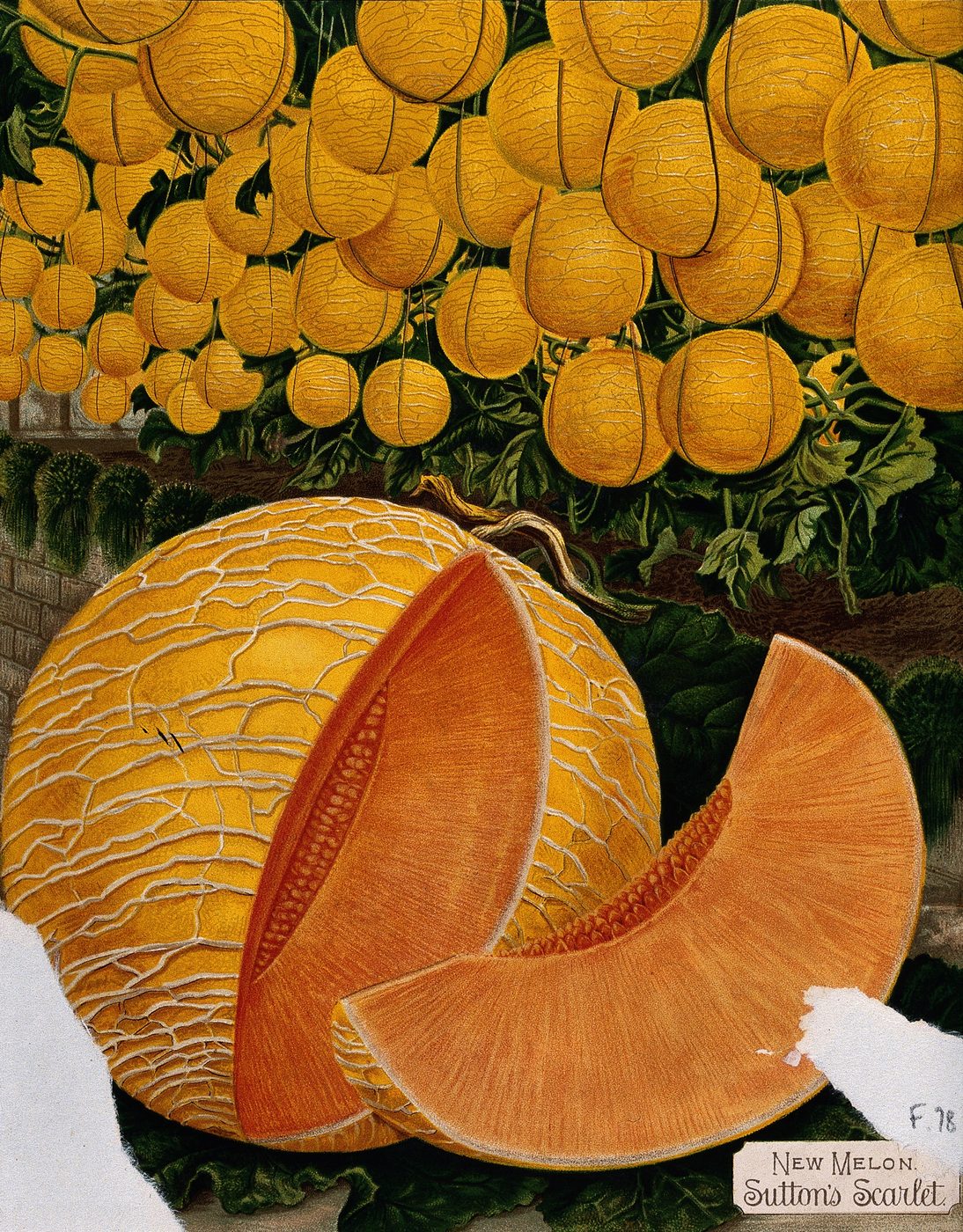 Botanical chromolithograph of a cantaloupe melon, c. 1890, Wellcome Collection.