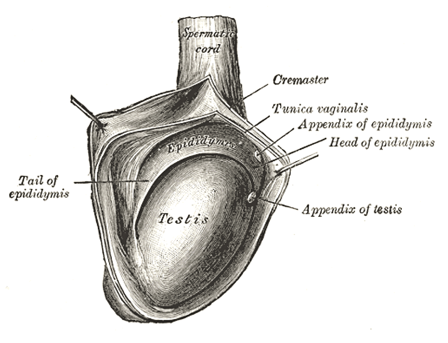 Anatomical diagram of the testis from Gray's Anatomy, 1918 edition.